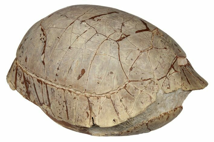 Inflated Fossil Tortoise (Stylemys) - South Dakota #192060